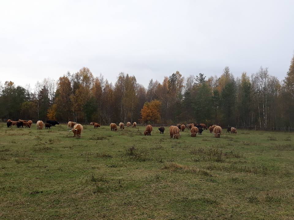 Lehmät laitumella Sovisalon tilalla